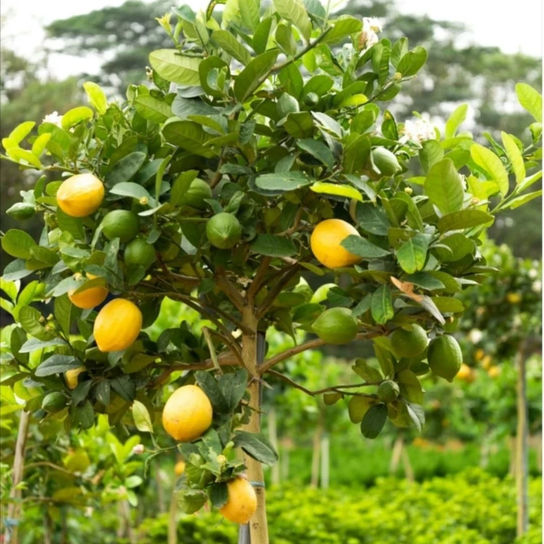 绿植桂花香盆栽庭院阳台楼顶可种植盆栽地栽一物一拍