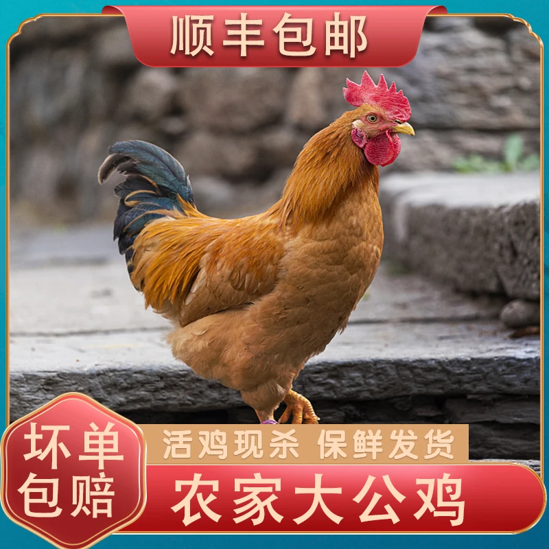 【活动中~】大公鸡走地鸡土鸡拍1发2只共5.5—6斤左右包邮到家Fx