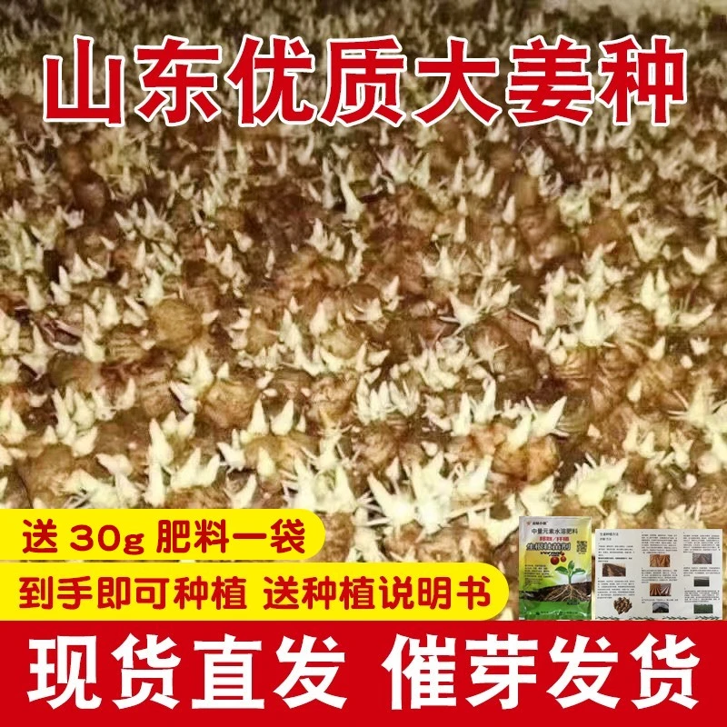 山东大姜产地姜种带芽种子蔬菜老姜种黄姜种小正宗山东大姜种子