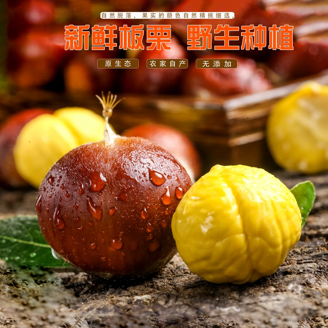 农家自种云南高山板栗老树黑板栗自然开口成熟油栗子毛栗子糖炒栗