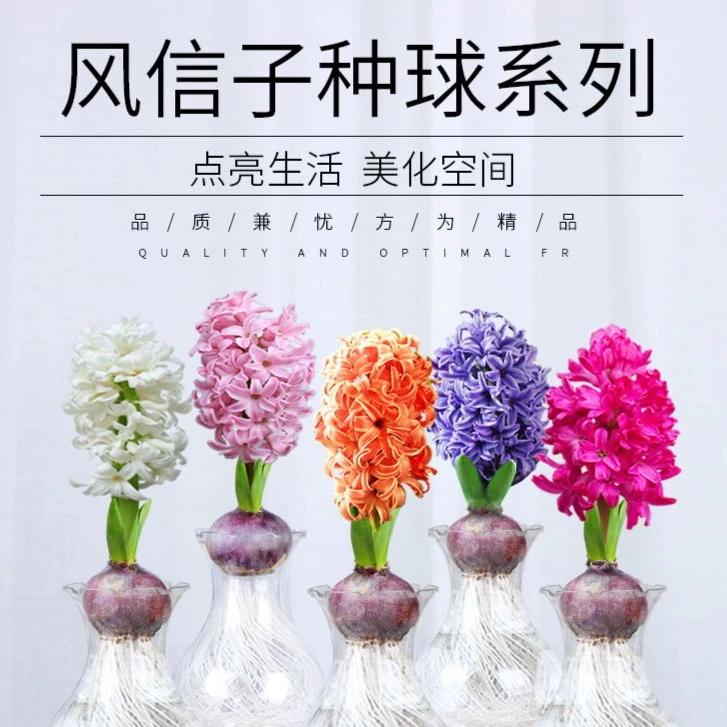 活的香水花进口风信子种球 耐寒水培土培漂亮清新系列 阳台小院