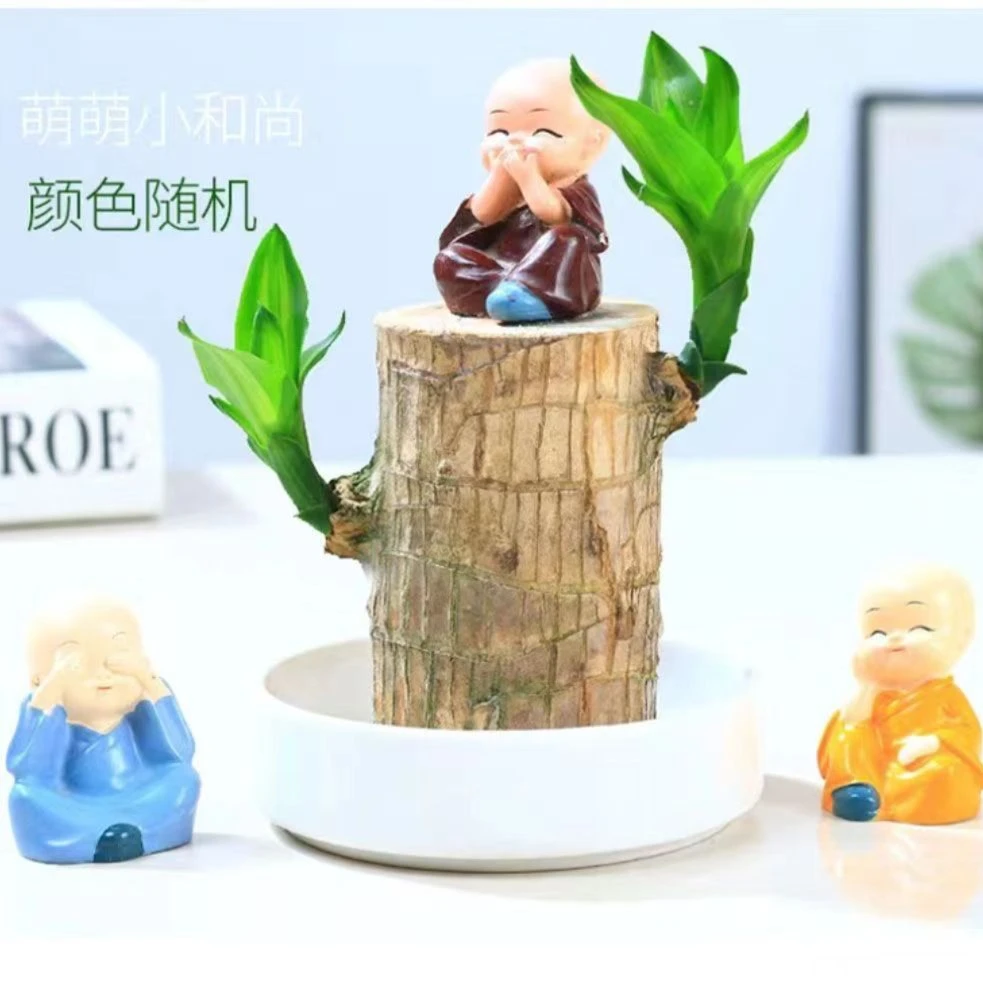 水培巴西木呆萌格鲁特养护造型阳台好养清新家居绿植盆栽精品盆景