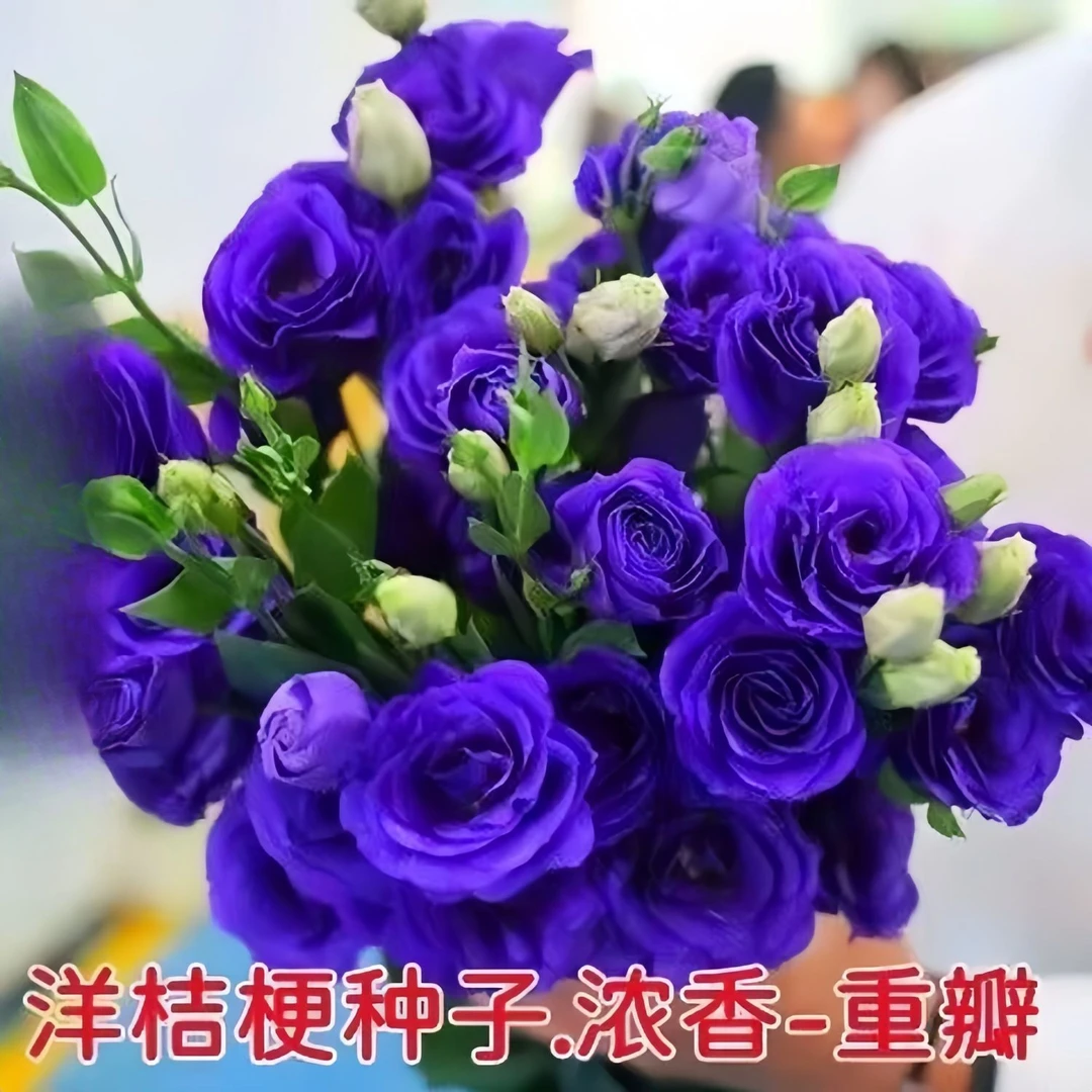 重瓣洋桔梗花种子四季播种开花易活花卉种孑庭院室外室内阳台