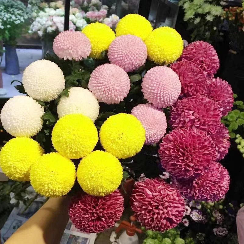 乒乓菊菊花种子花籽球行四季易种活室内外阳台鲜花盆栽种子