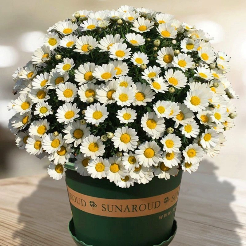 洋甘菊种子四季开花活室内外阳台庭院盆栽白晶菊