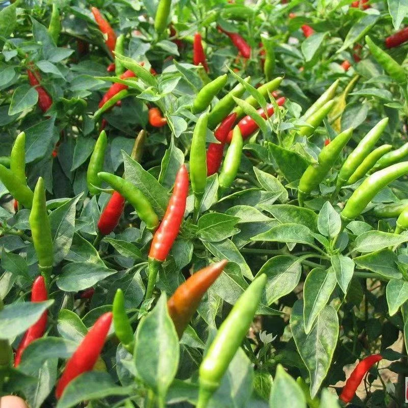 满天星红色盆栽阳台种植朝天椒种子辣椒蔬菜种子