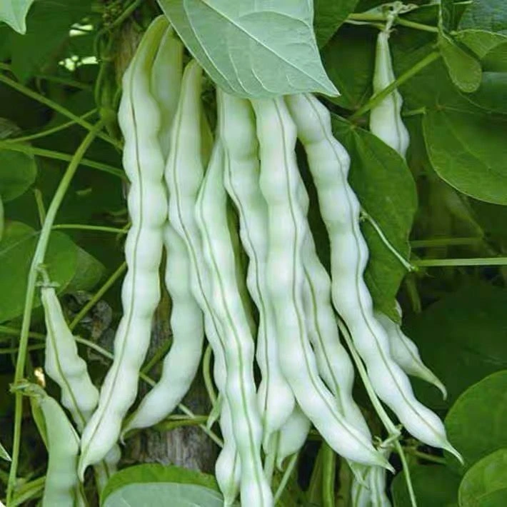 九粒白芸豆种子豆角四季豆架豆种春季四季播蔬菜农家田园