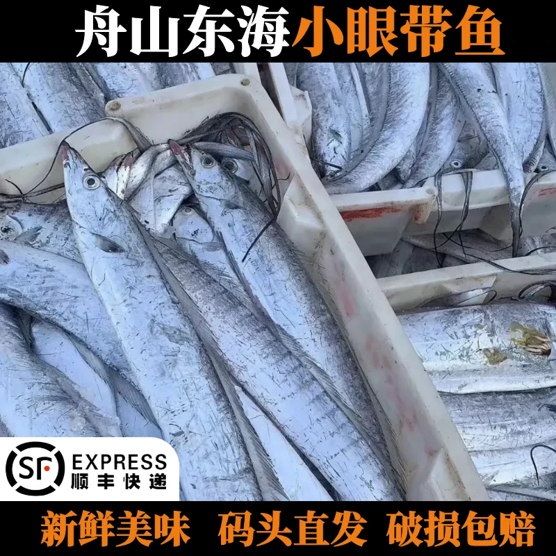 正宗舟山新鲜东海野生小眼睛带鱼 3-5两/条到手10条  可蒸可煮