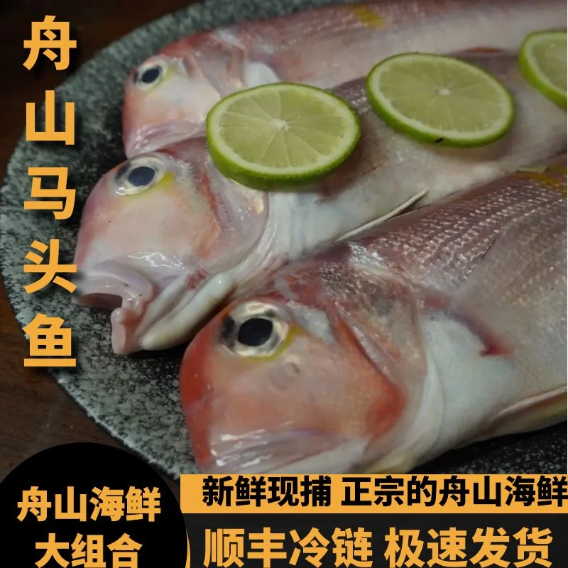 舟山新鲜马头鱼 新鲜捕捞的东海海鲜 可清蒸 半斤左右一条 s