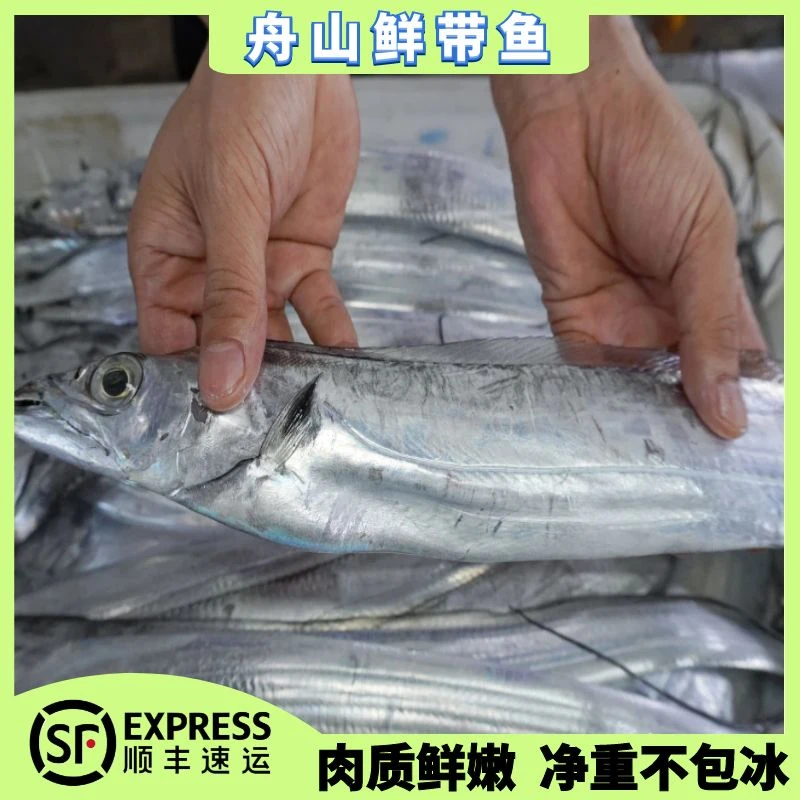 舟山新鲜东海野生带鱼鹰嘴小眼睛带鱼 鲜冻发货 正宗的东海海鲜9