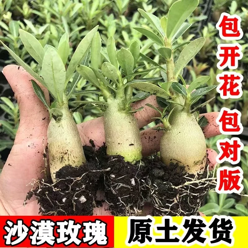 【基地直发沙漠玫瑰】沙漠玫瑰懒人花卉客厅阳台露台绿植耐旱好养