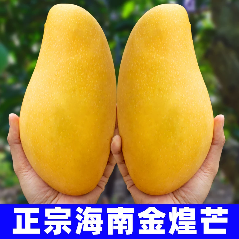 CXQ海南金煌芒果新鲜特大果爆甜无丝皮薄肉厚当季现摘3-9斤