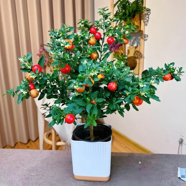 耐热耐寒多年生冬珊瑚 吉庆果红珊瑚豆 看樱桃 四季果 野海椒盆栽