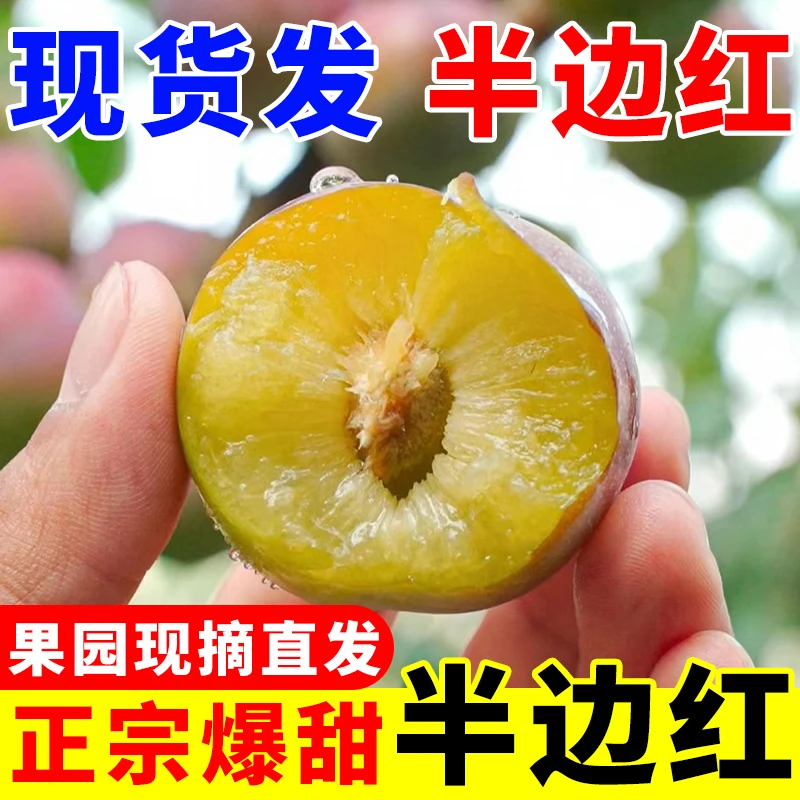 【血亏冲量】多汁脱骨李半边红李子茵红李爽口现发新鲜水果观赛搭子