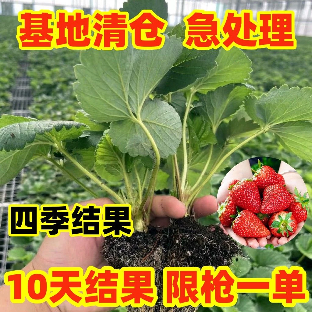 四季结果奶油草莓苗耐寒穴盘草莓秧苗批发盆栽地栽苗有机带土种植