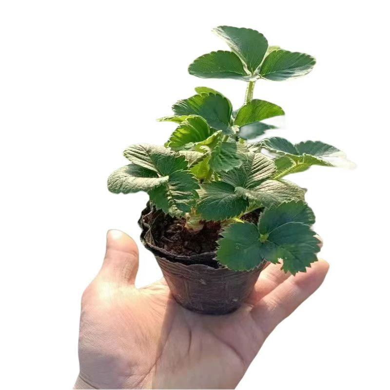 草莓苗盆栽可食用带盆带果带花四季植物阳台庭院果树奶油室内好养