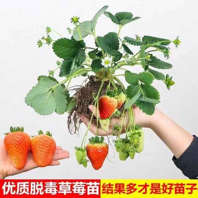 原盆原土耐寒四季结果脱毒奶油草莓苗室内盆栽地栽红颜草莓秧苗