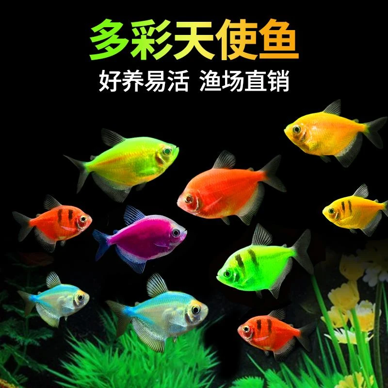 天使鱼鱼苗观赏鱼热带小型冷水鱼观赏鱼好养耐活红斑马鱼红绿灯鱼