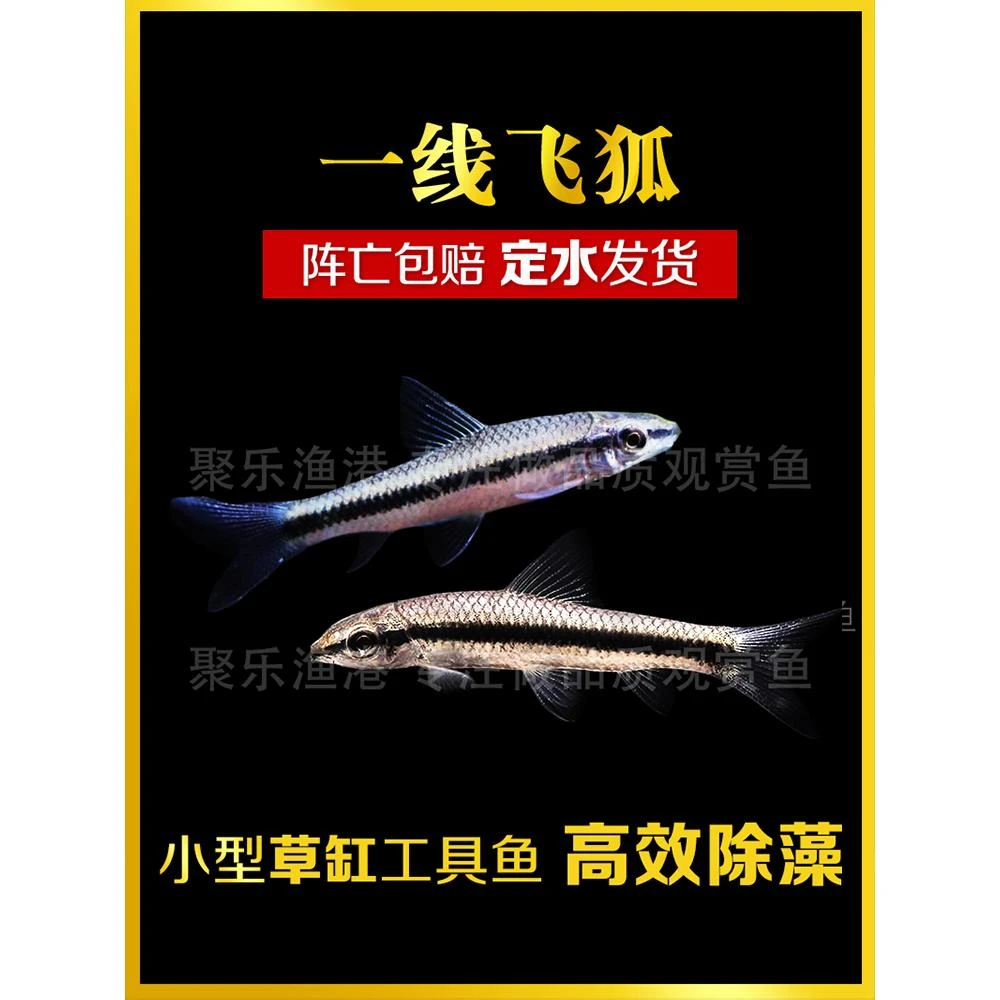一线飞狐黑线飞狐活体热带观赏淡水除藻工具垃圾除鱼黑毛丝毛藻