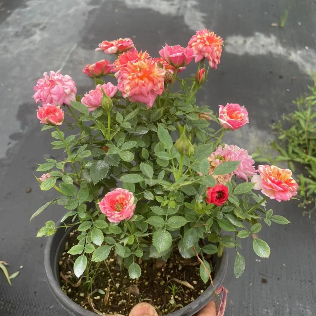 超微月季，1加仑根接苗，躲躲藏藏，原盆原土发货