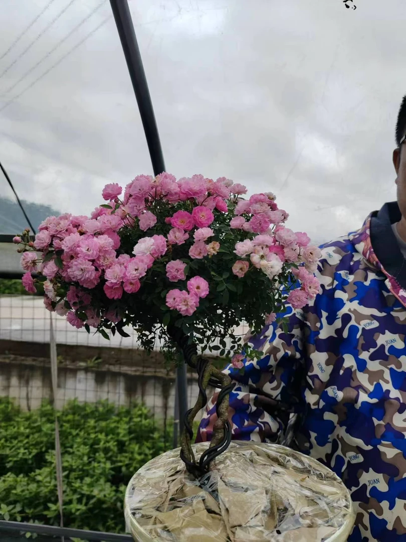 超级微月价格直播间链接  超微型月季  姬月季