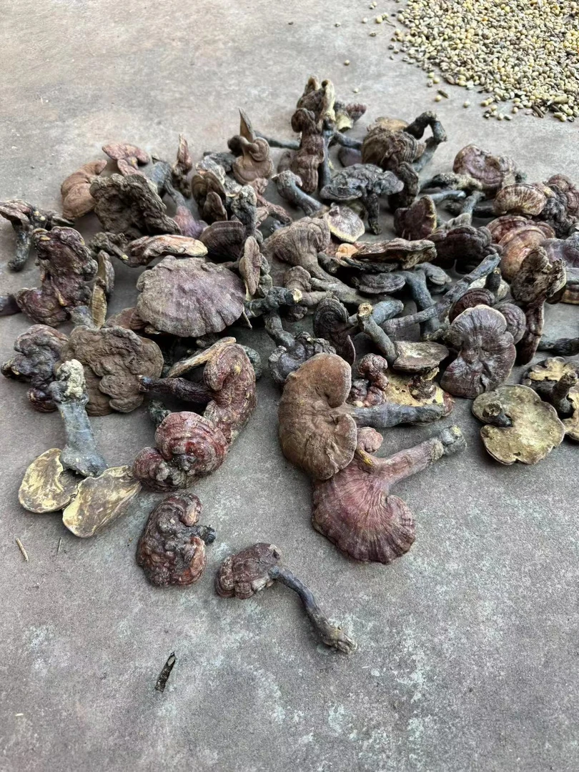 云南野生赤灵之菇参芝煲汤煮水泡酒 250克