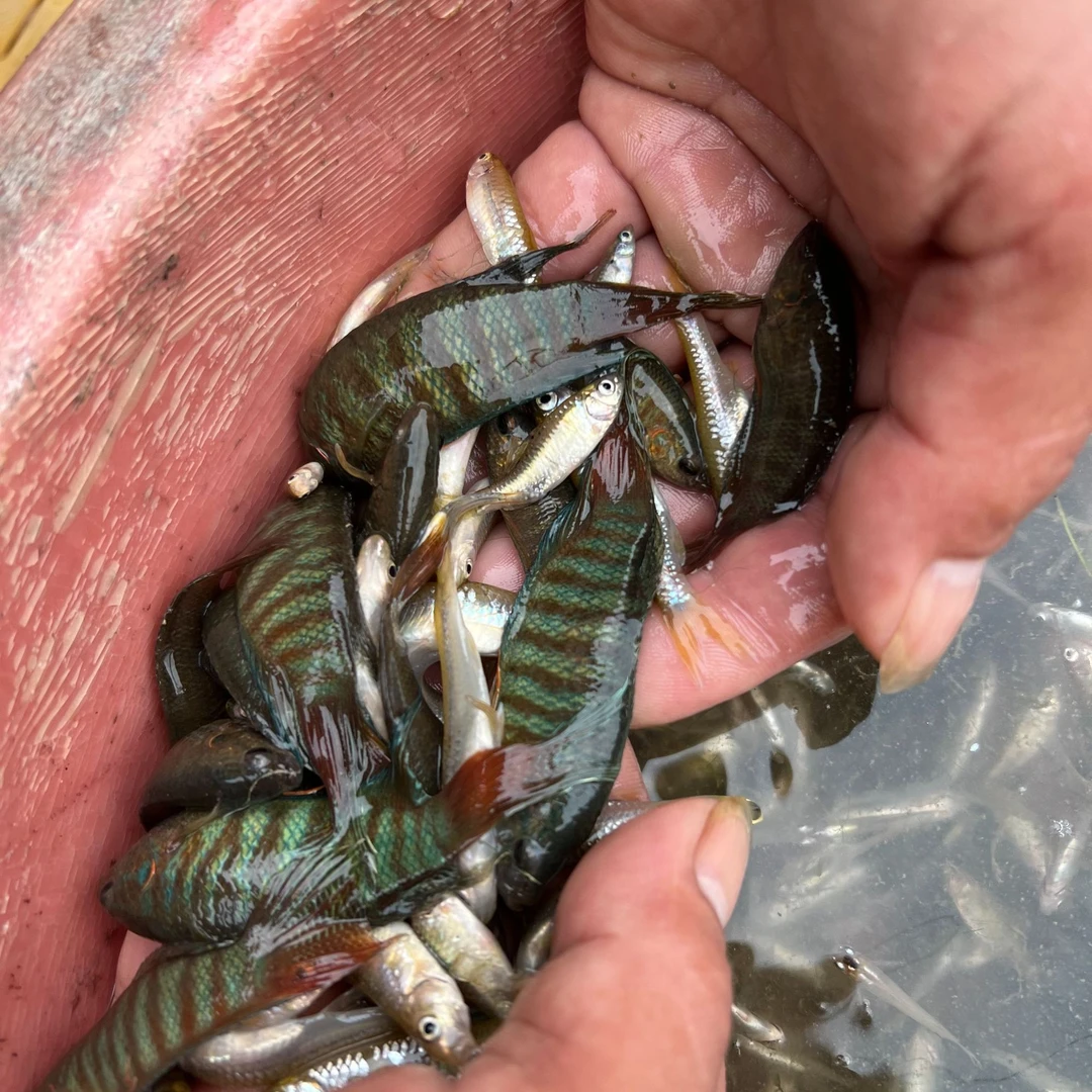 广西天等中国斗鱼普叉冷水鱼皮实好养