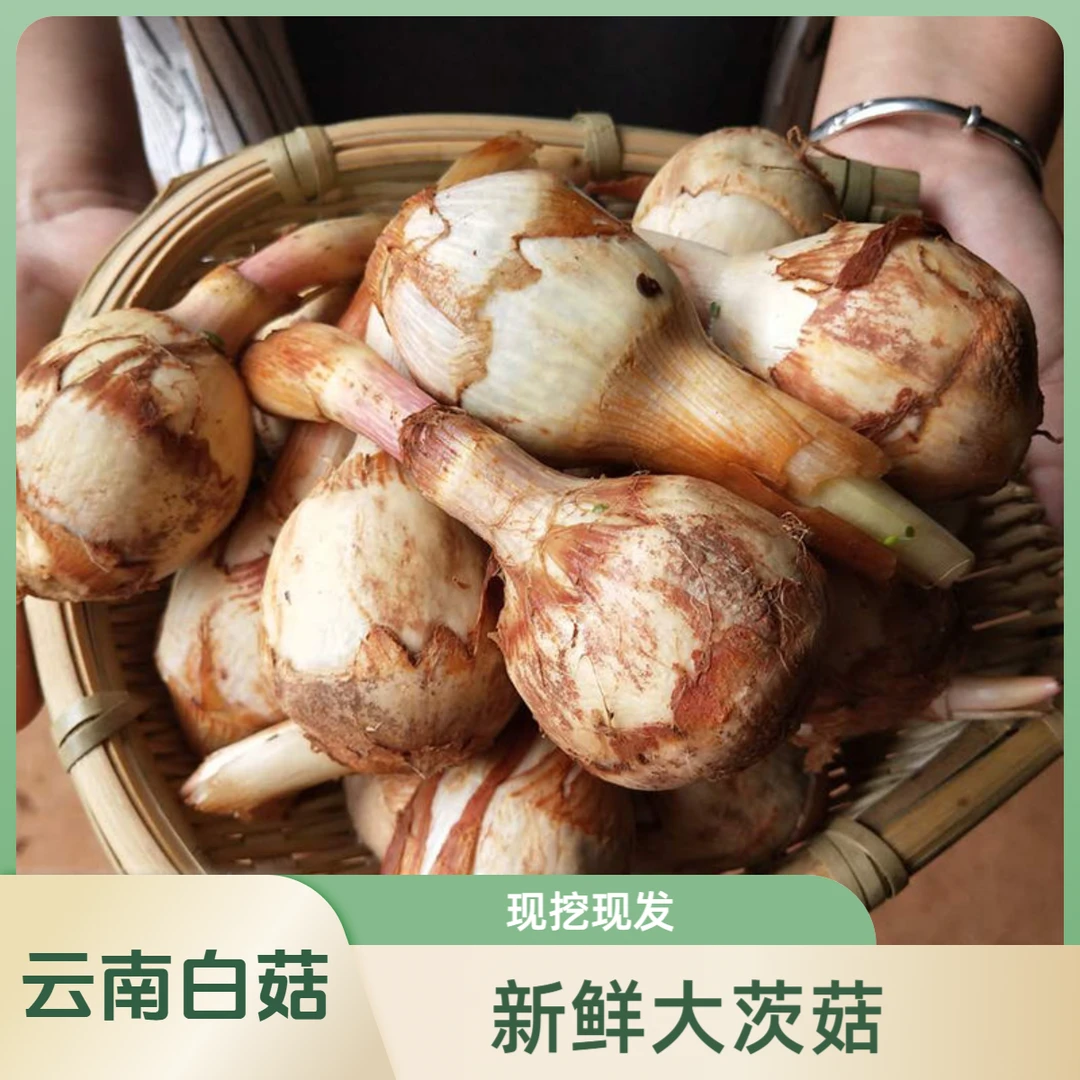 云南大白茨菇精选新鲜现挖大号慈菇种苗种子大慈菇蔬菜特产包邮