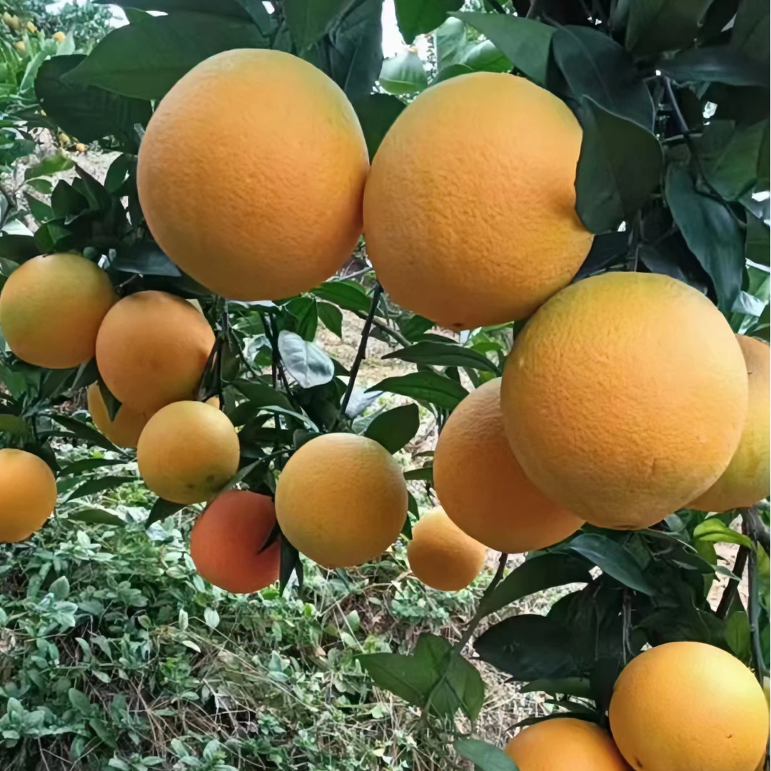 榕江脐橙个大多汁