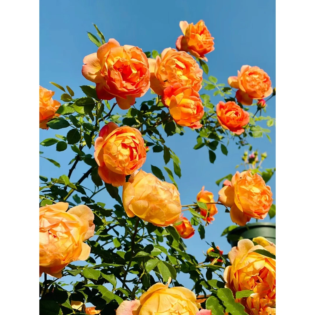 爬藤月季蔷薇老桩浓香大花藤本月季花苗庭院室内种植四季开花植物