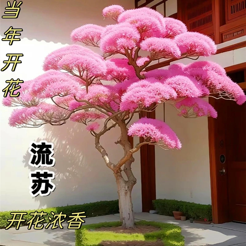 庭院耐寒耐热树苗驱蚊虫大花木流苏树苗大门前风景树花卉苗子盆栽