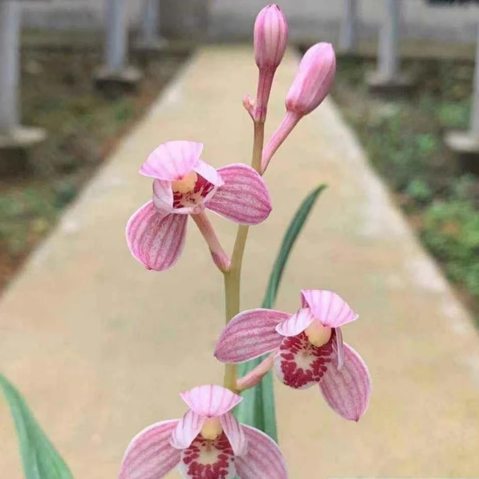 直播间链接兰花裸根发货
