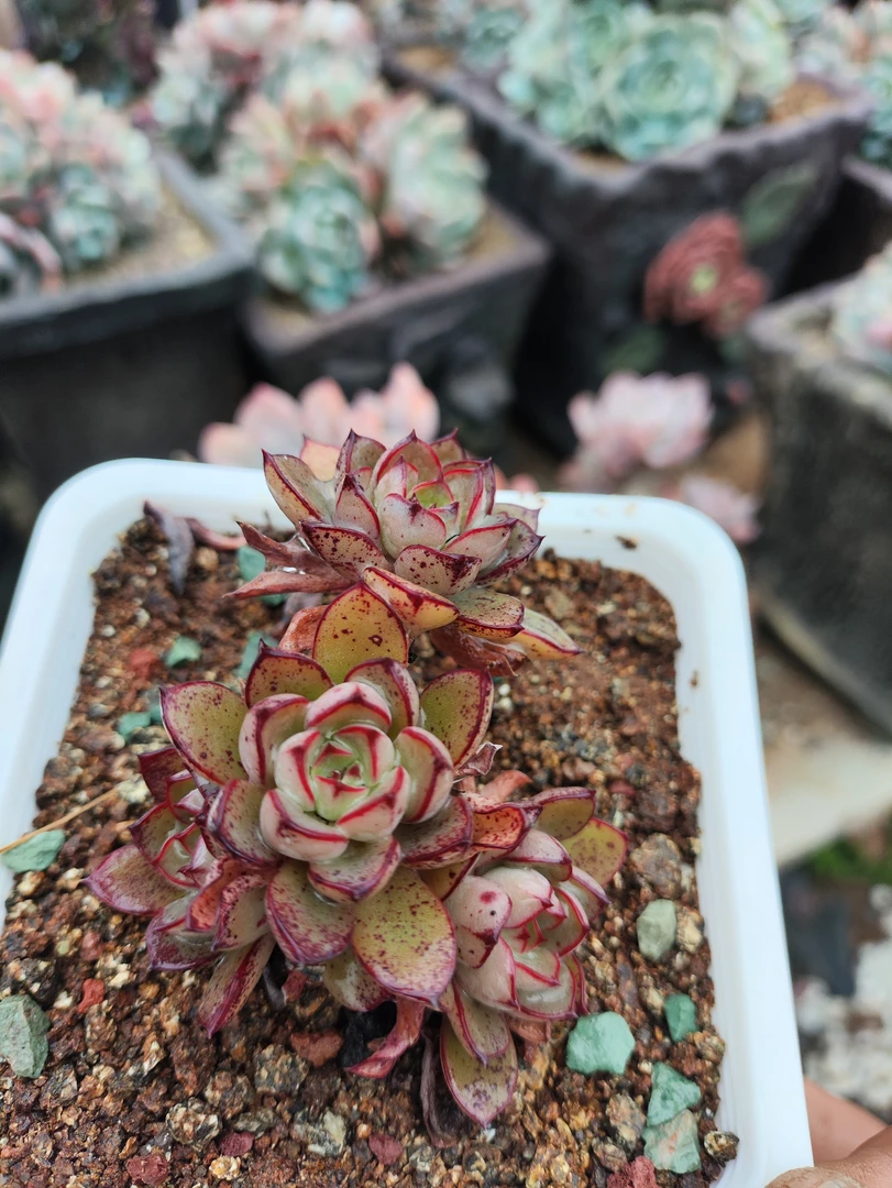 红袖添香5厘米左右栽一盆多肉植物，实物和展示有差别介意勿拍
