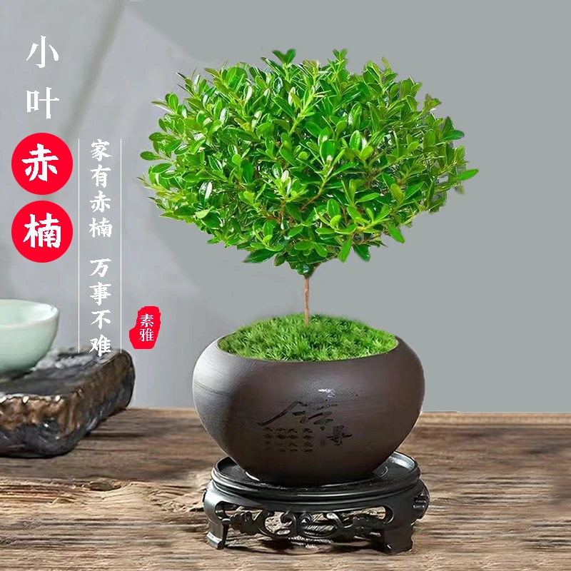小叶赤楠盆古韵景素雅花卉盆栽观叶植物办公室室内四季常青桌面