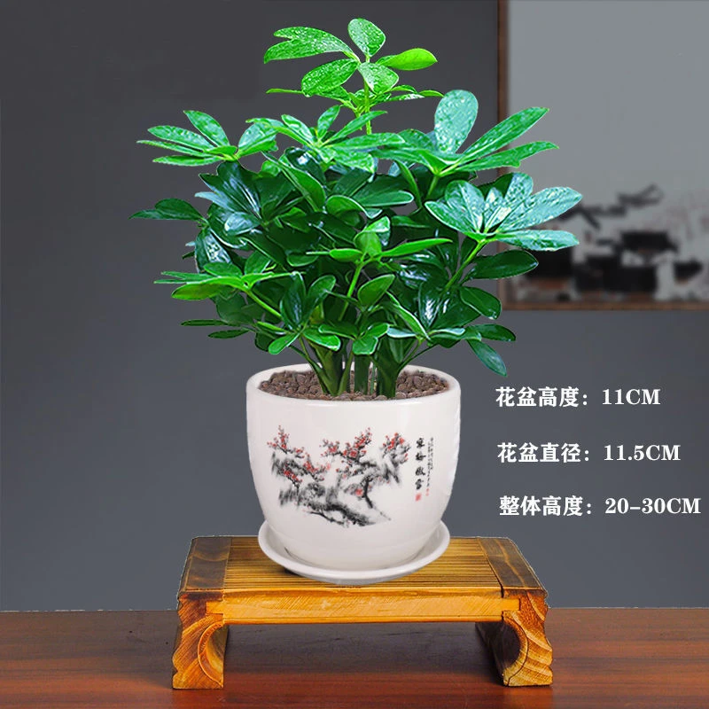 鸭脚木发财树枝条鸭掌木鹅掌柴八方来财室内绿植花卉四季常青植物