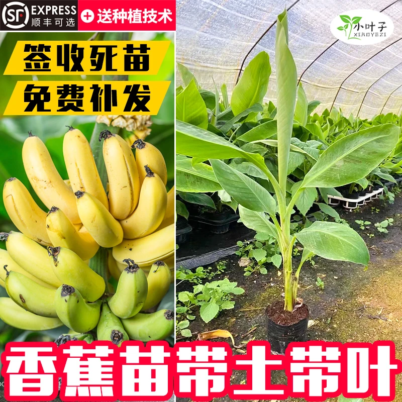 广西香蕉树苗矮化粉蕉苗皇帝蕉苗红香蕉苗果树果苗常年种植芭蕉树