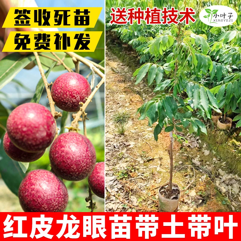 广西嫁接红皮龙眼嫁接苗木营养杯发货培育带土带叶农田庭院种植