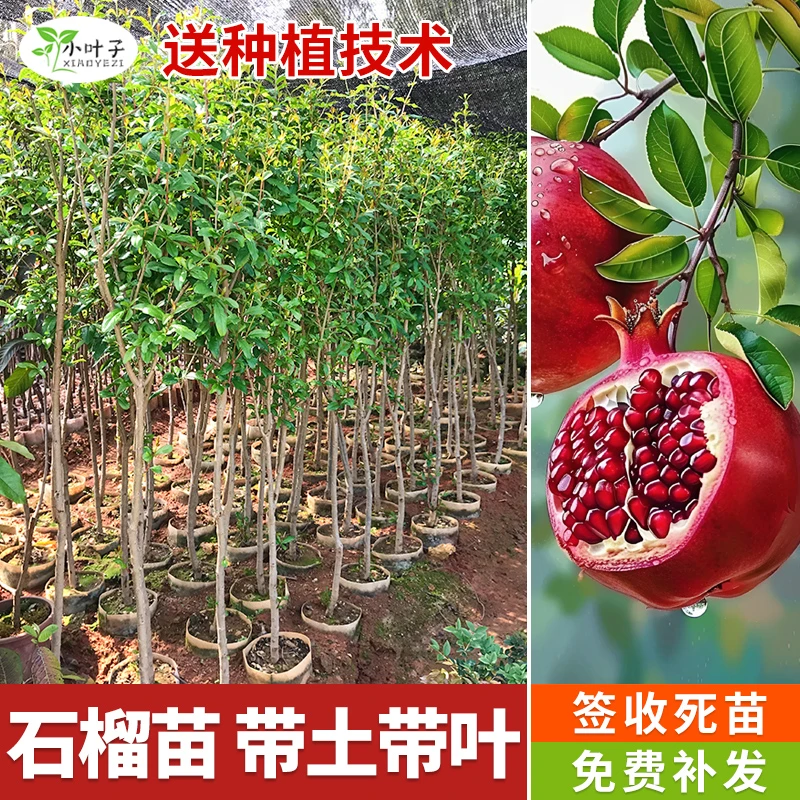 突尼斯石榴树石榴树大树苗石榴树庭院大棵北方耐寒石榴树庭院石榴