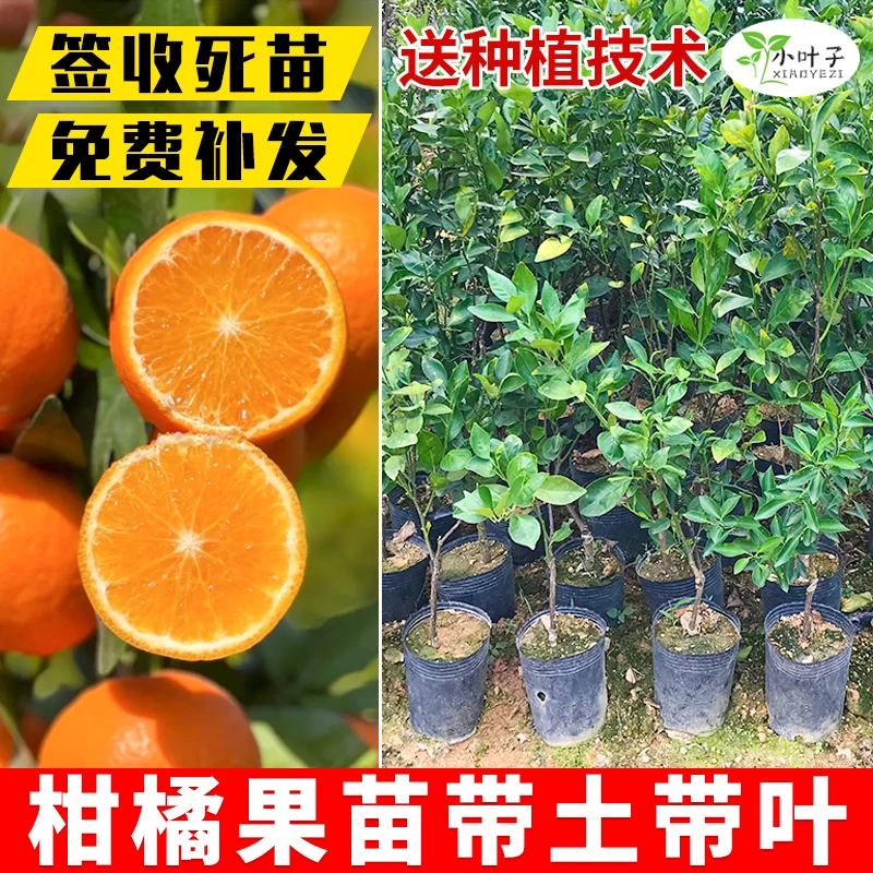 广西砂糖橘树苗盆栽沙糖桔树苗发货带盆带土带果沙糖桔树苗木
