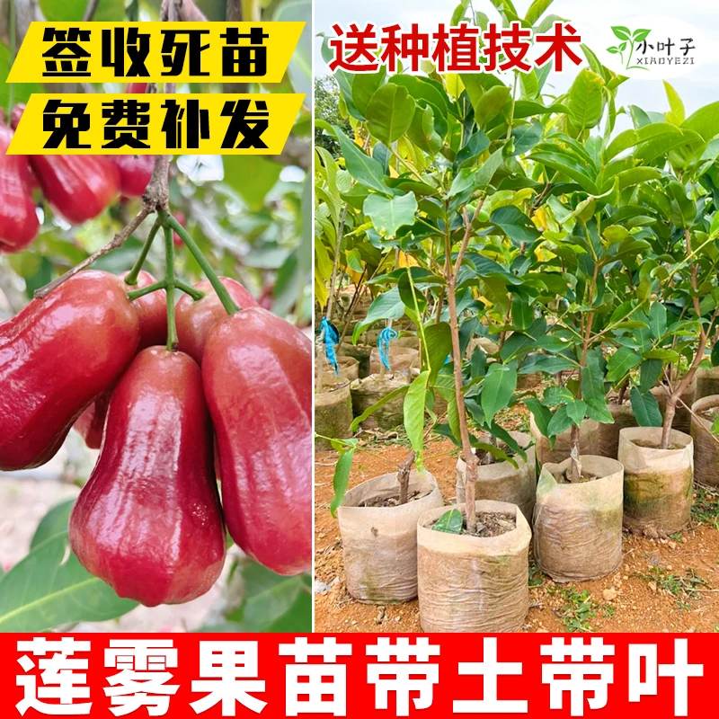 黑金刚莲雾嫁接台湾黑树苗金刚黑糖芭比果树苗莲雾大树果树苗果苗