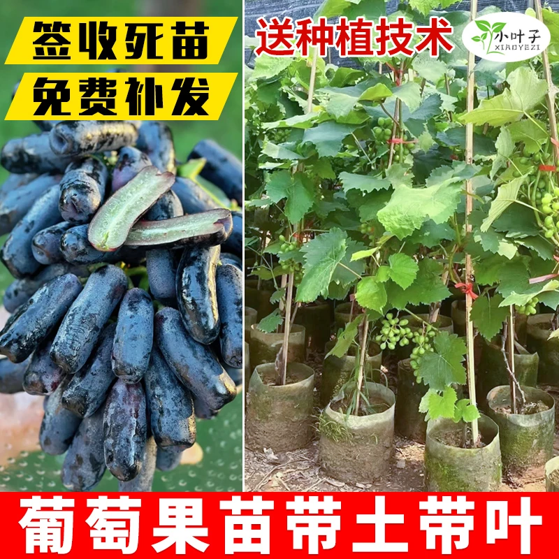 北方耐寒葡萄树苗葡萄树苗大苗树葡萄树苗