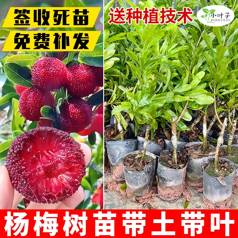 正宗东魁杨梅黑炭杨梅树苗矮化杨梅苗南北方种植地栽果树苗