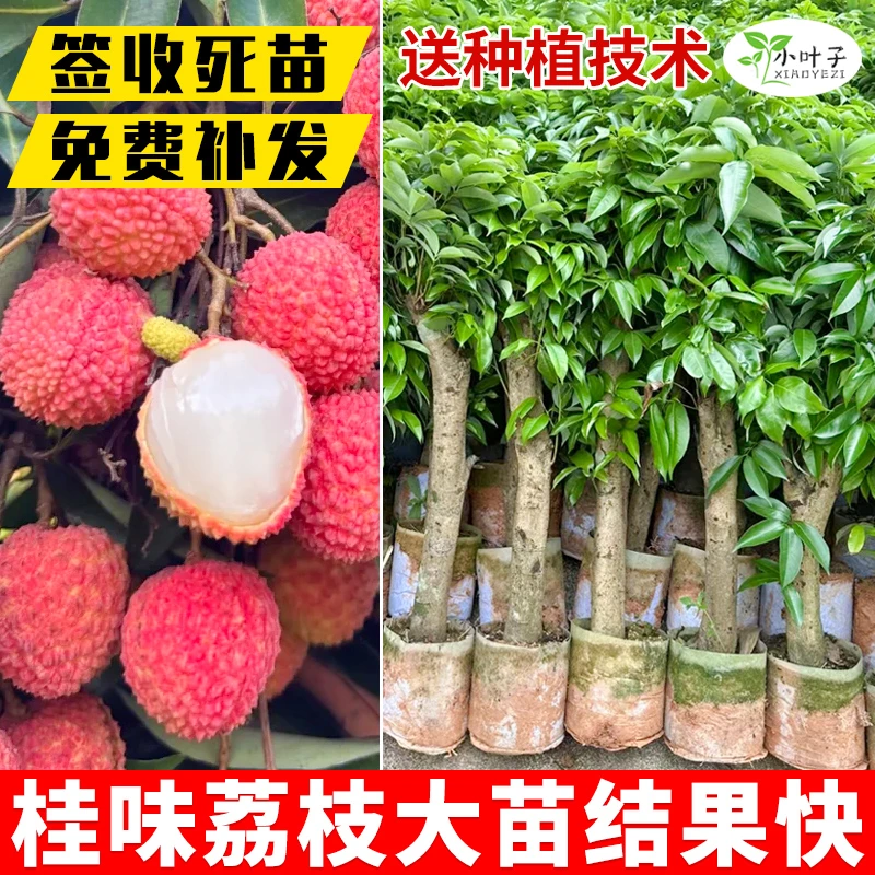 广西灵山荔枝苗高压矮化桂味荔枝树苗带土培育种植苗木发货果苗