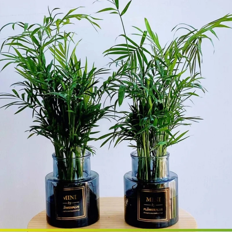 【富贵椰子】袖珍椰子水培室内办公室客厅水养常青袖珍绿植前台