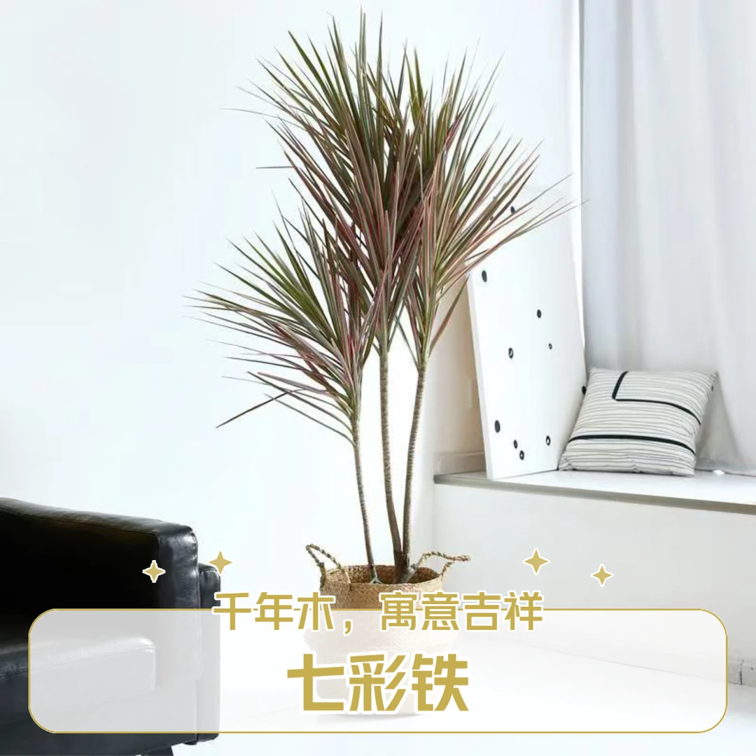 千年木【七彩铁】室内桌面盆栽三色龙血树七彩铁客厅吸甲醛四季常青