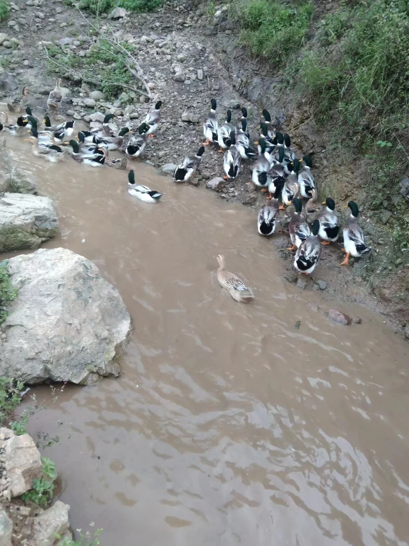 农家散养青头鸭绿头老鸭 五谷杂粮喂养 喂养9个月以上