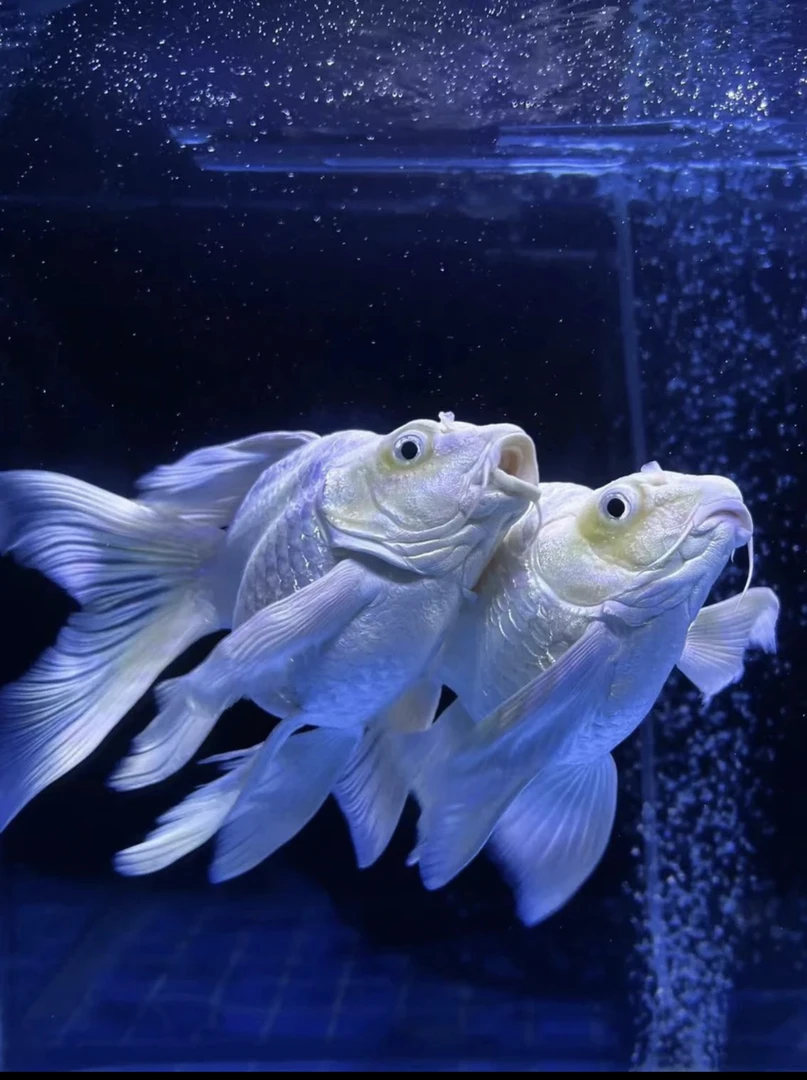 蝴蝶鲤精品白色贵妃体普身短身球体活体养殖饲养耐活纯种精品混养