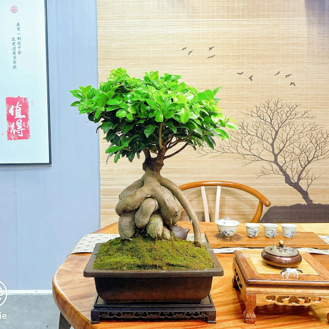 矮霸榕树盆景老桩榕树室内室外盆景四季常青好养易活造型发货