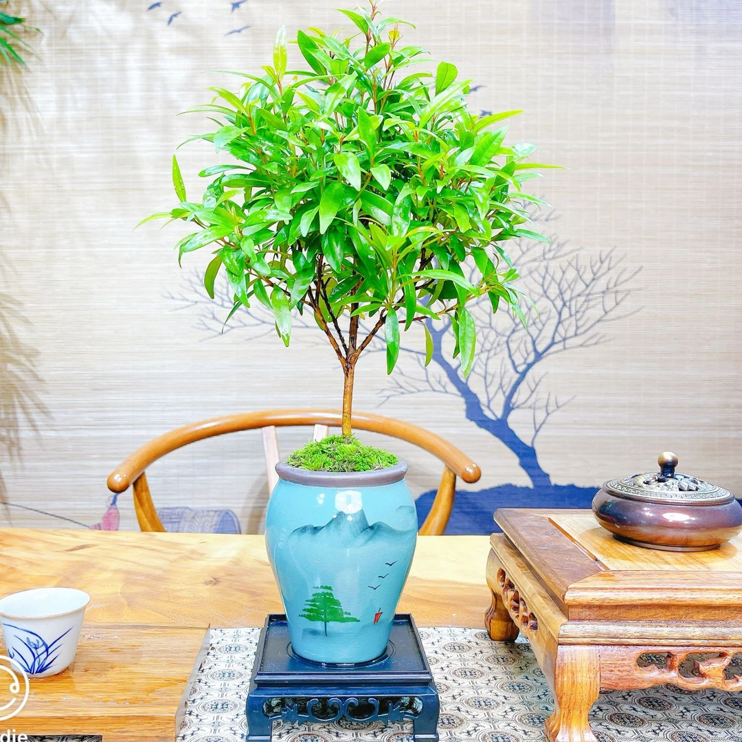 红车楠木山水画紫砂盆景室内好养四季常青绿植