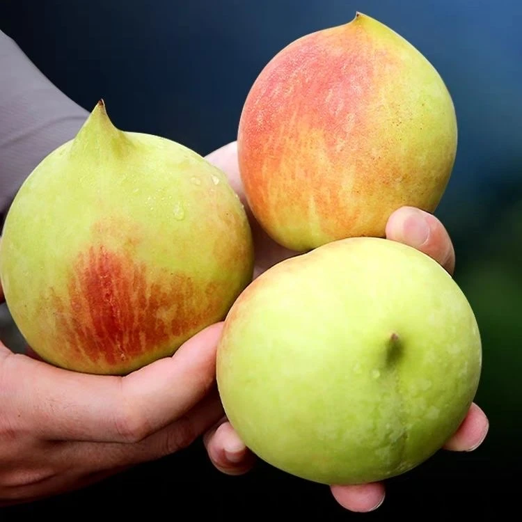正宗广东连平上坪鹰嘴蜜桃爽口清甜脆甜鹰嘴水蜜桃
